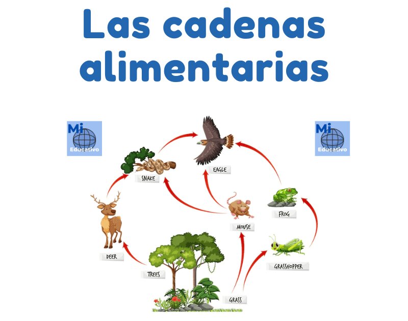 Entendiendo el Ecosistema Competitivo