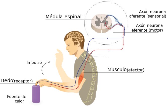 1. Entrenamiento Específico de Reflejos
