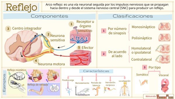Entendiendo la Reacción: Más Allá de los Reflejos